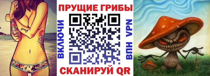 Псилоцибиновые грибы Psilocybine cubensis  Бронницы 